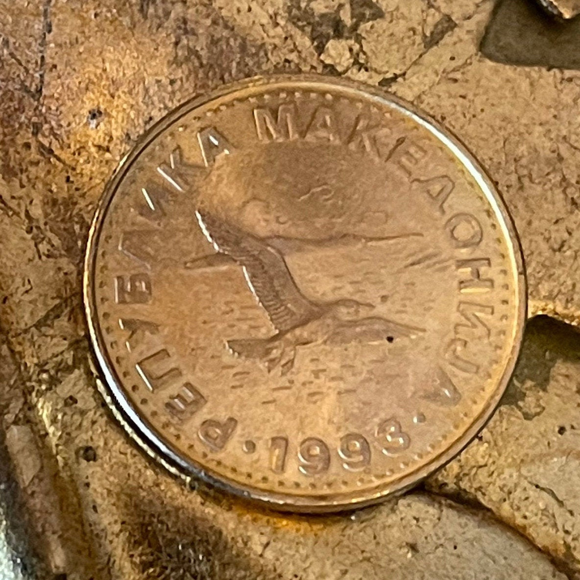 Black-headed Gull Macedonia 50 Deni Authentic Coin Money for Jewelry and Craft Making