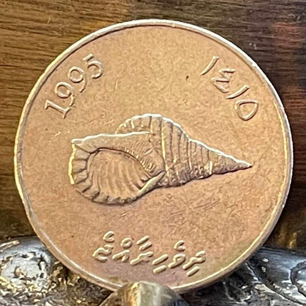 Giant Triton Shell & Reef Knot 2 Rufiyaa Maldives Authentic Coin Money for Jewelry and Craft Making