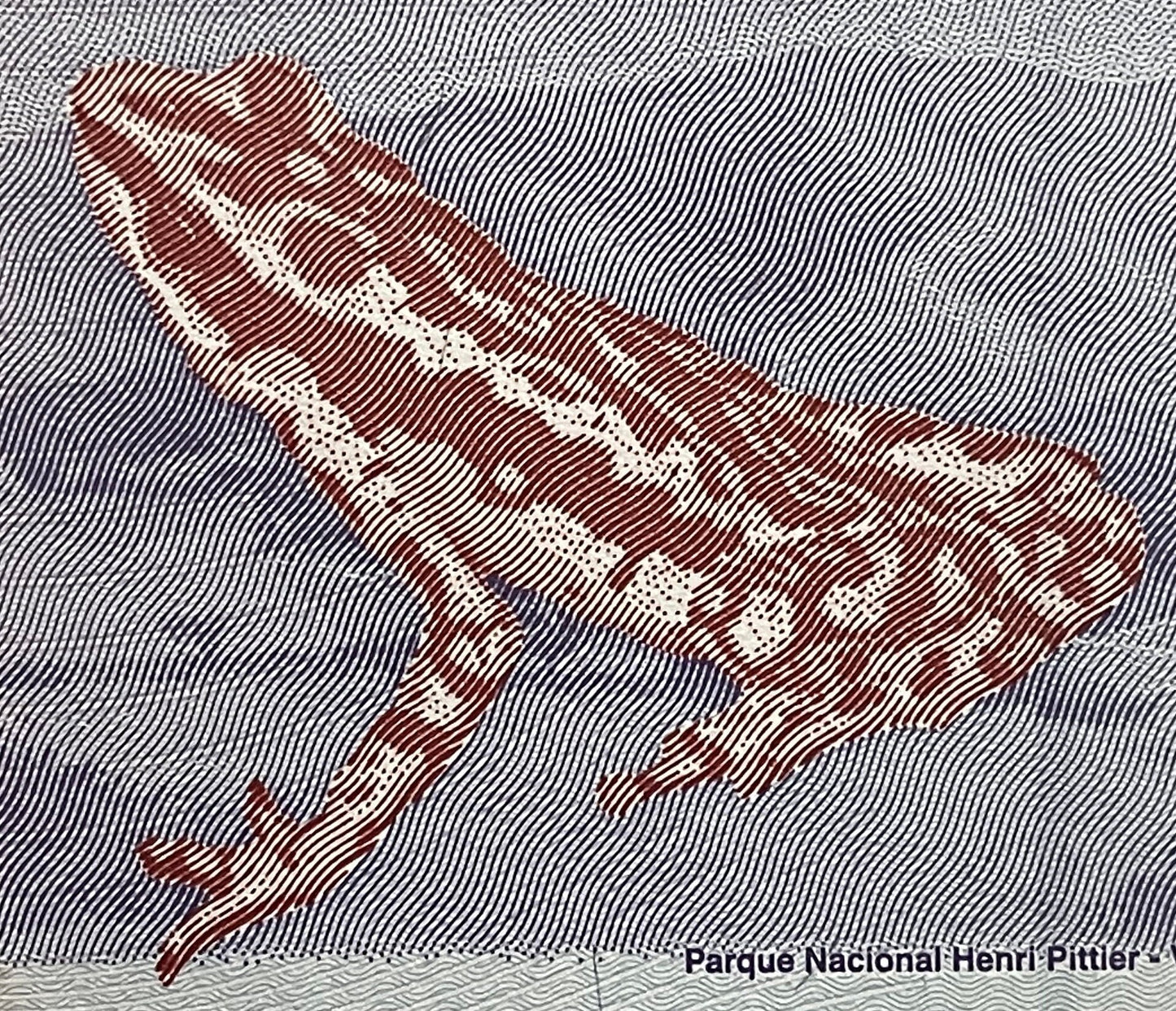Veragua Stubfoot Toad & Revolutionary Martyr Jose Felix Ribas 5 Bolívares Venezuela Authentic Banknote Money for Collage (Harlequin Frog)