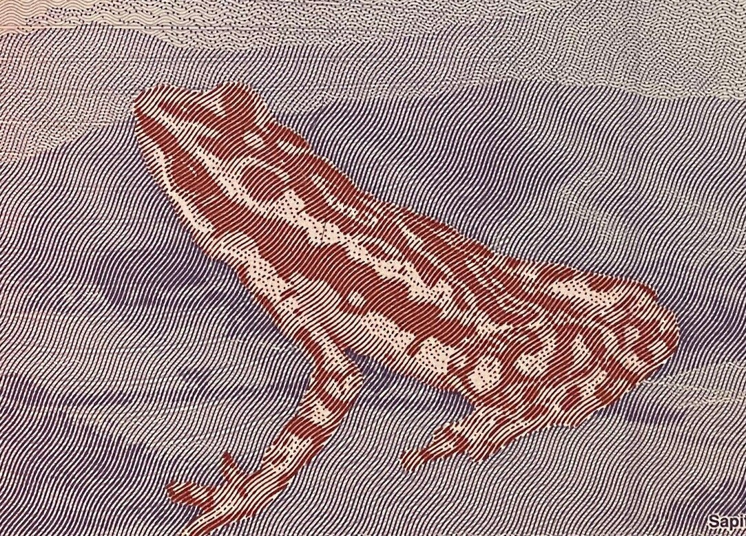 Veragua Stubfoot Toad & Revolutionary Martyr Jose Felix Ribas 5 Bolívares Venezuela Authentic Banknote Money for Collage (Harlequin Frog)