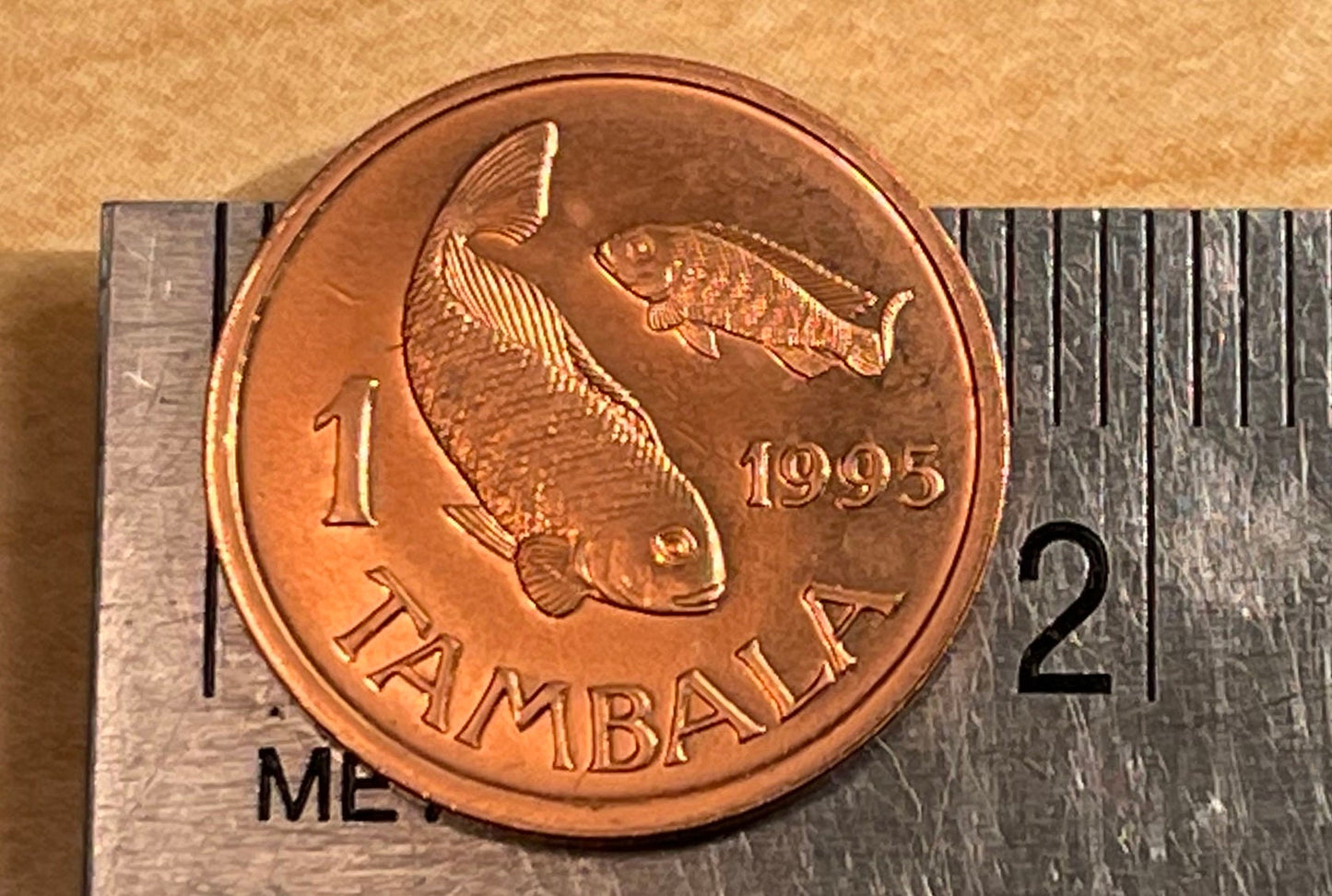 TIlapia Fish 1 Tambala Malawi Authentic Coin Money for Jewelry and Craft Making