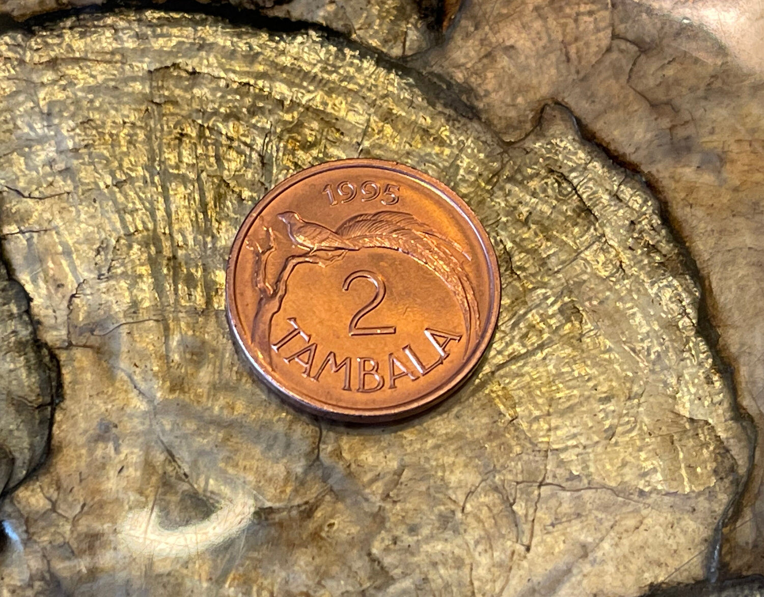 Paradise Whydah Bird 2 Tambala Malawi Authentic Coin Money for Jewelry and Craft Making