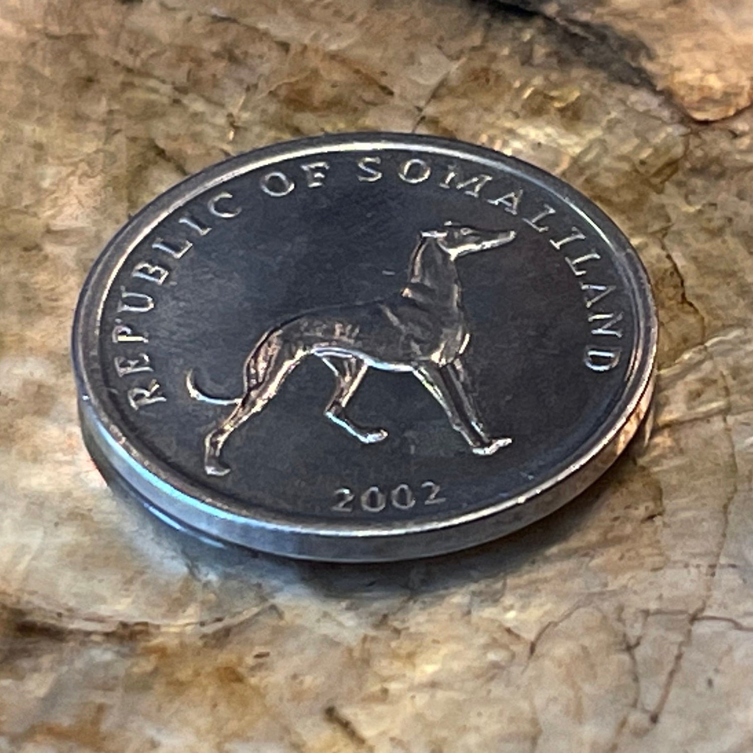 Greyhound Somaliland 20 Shillings Authentic Coin Money for Jewelry and Craft Making (Italian Greyhound)