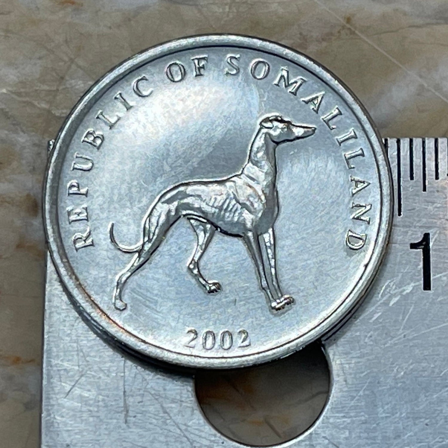 Greyhound Somaliland 20 Shillings Authentic Coin Money for Jewelry and Craft Making (Italian Greyhound)