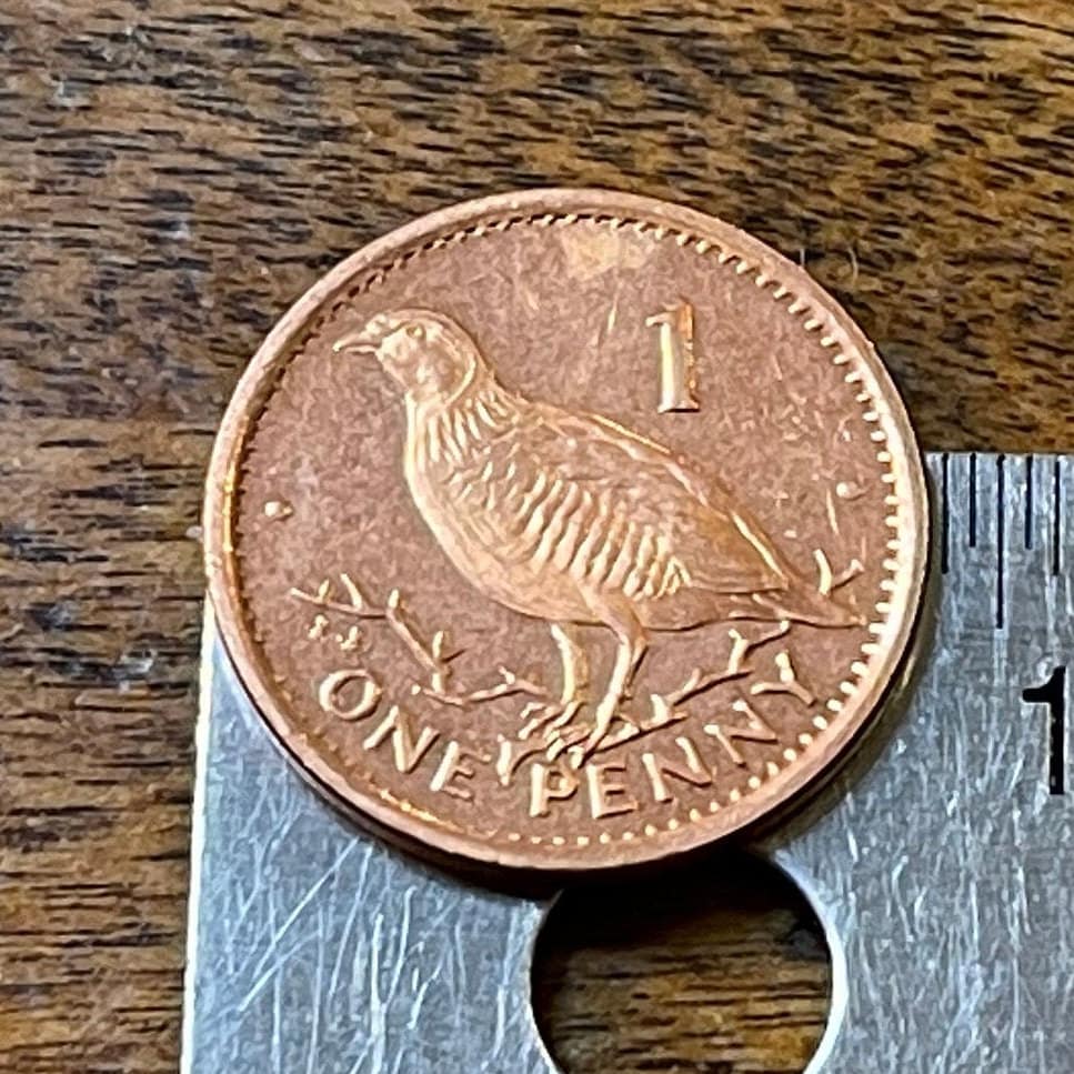 Barbary Partridge Gibraltar 1 Penny Authentic Coin Money for Jewelry and Craft Making