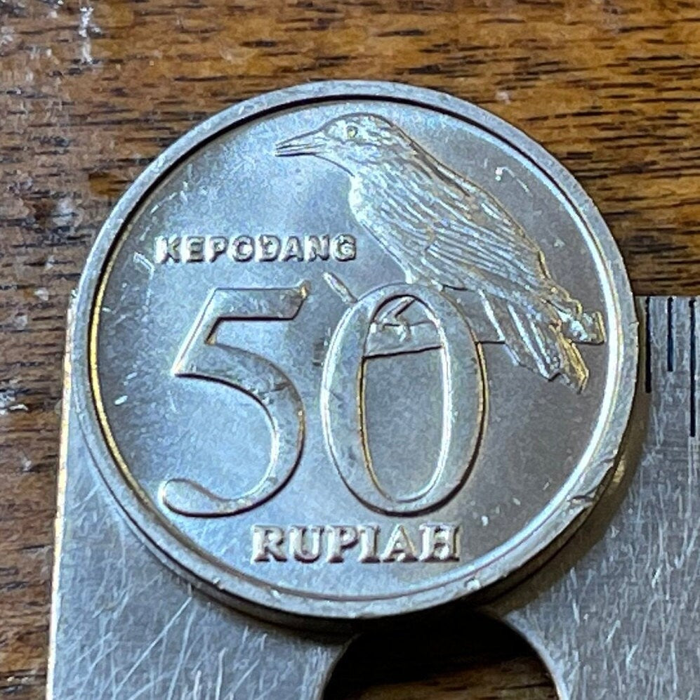 Black-naped Oriole & Garuda Indonesia 50 Rupiah Authentic Coin Money for Jewelry and Craft Making