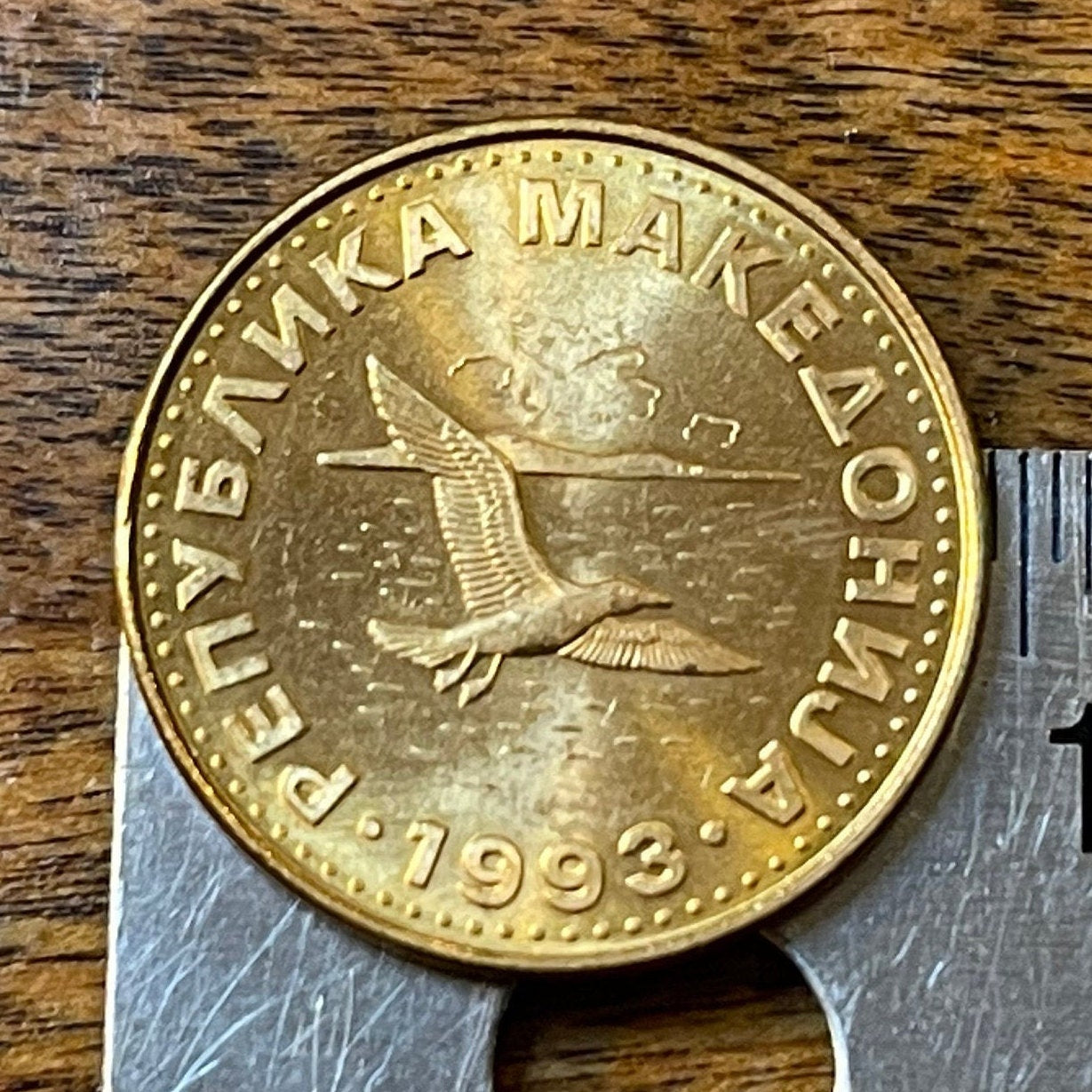 Black-headed Gull Macedonia 50 Deni Authentic Coin Money for Jewelry and Craft Making