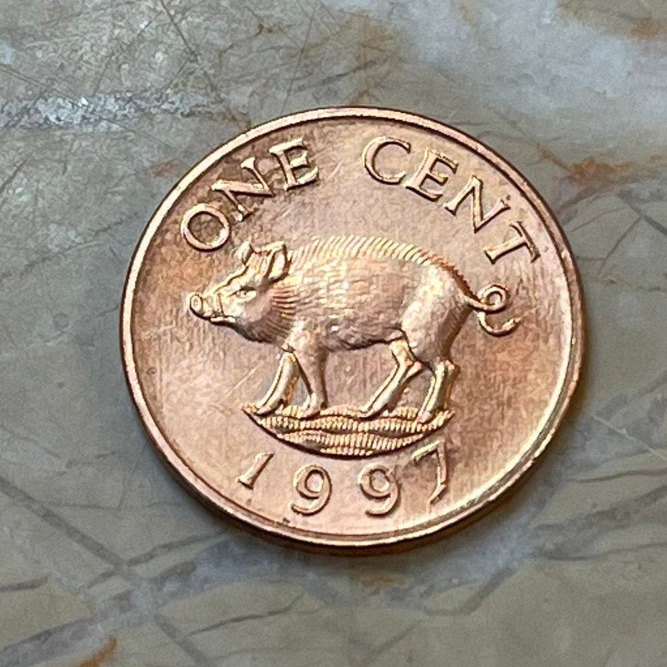 Wild Boar Bermuda 1 Cent Authentic Coin Money for Jewelry and Craft Making (Hog Money) (Pig Penny)