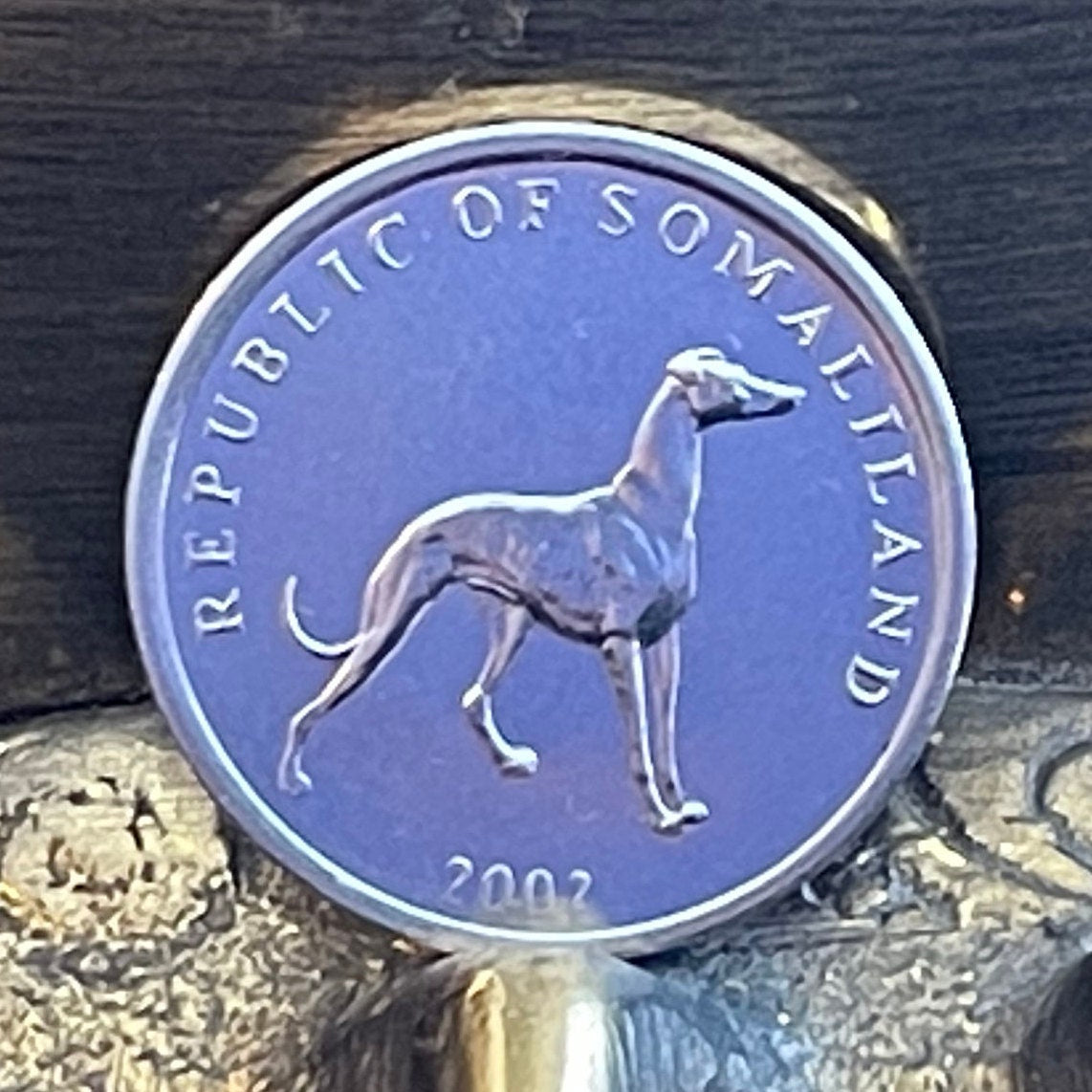 Greyhound Somaliland 20 Shillings Authentic Coin Money for Jewelry and Craft Making (Italian Greyhound)