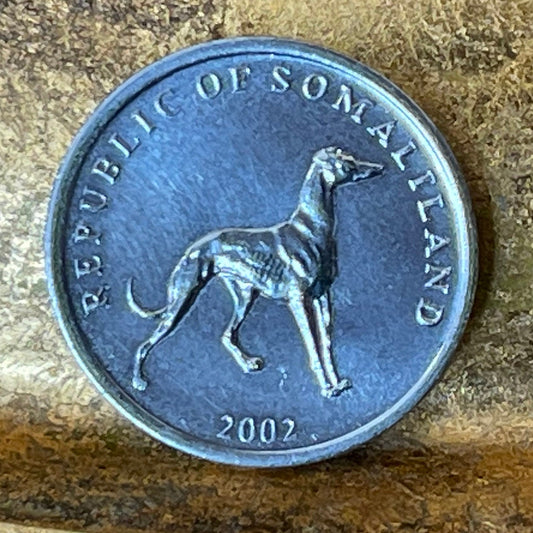 Greyhound Somaliland 20 Shillings Authentic Coin Money for Jewelry and Craft Making (Italian Greyhound)