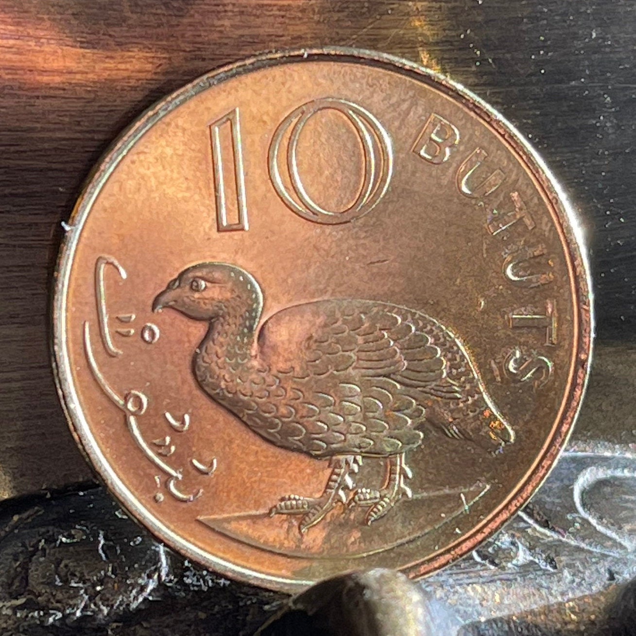 Double-Spurred Francolin Gambia 10 Butut Authentic Coin Money for Jewelry and Craft Making
