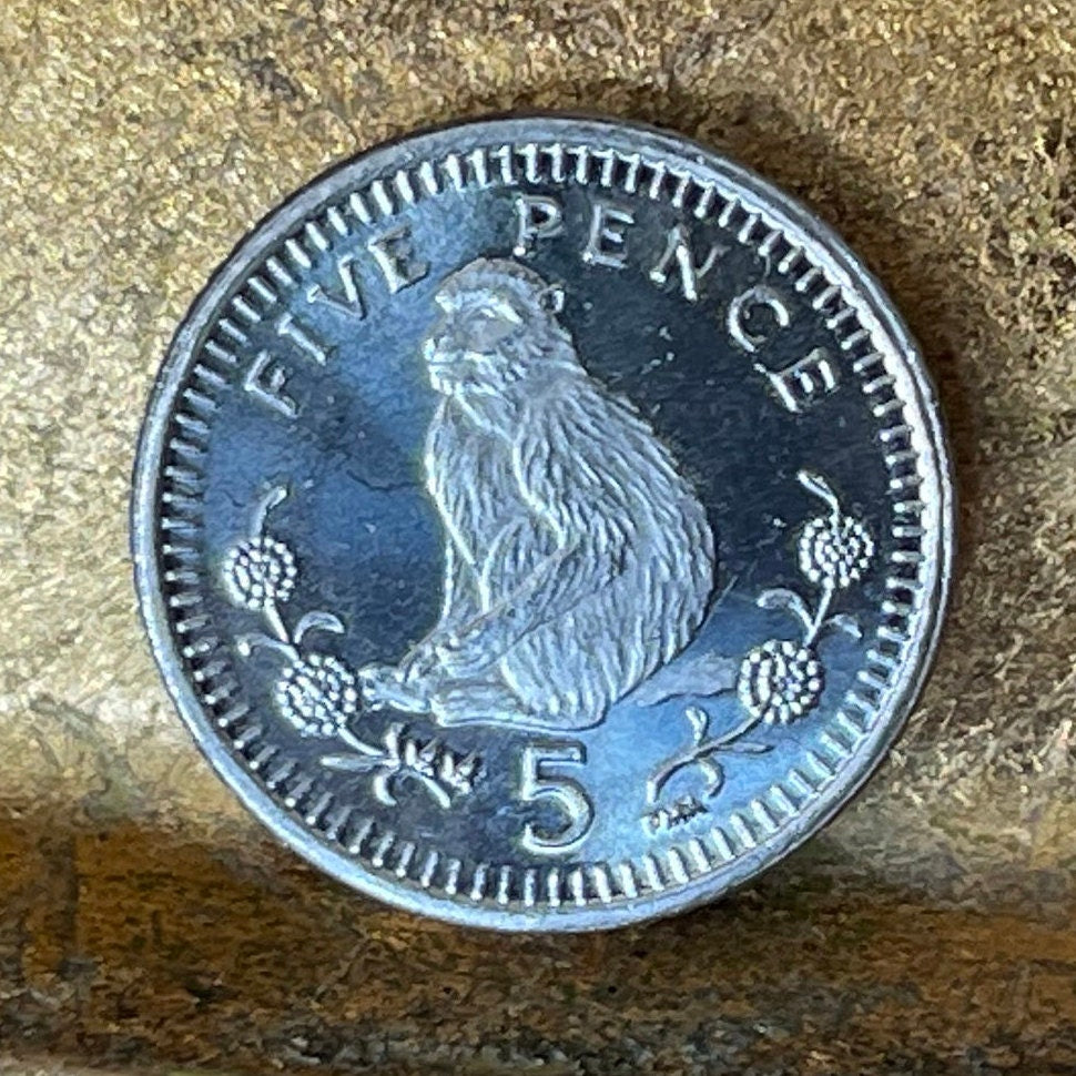 Barbary Macaque 5 Pence Gibraltar Authentic Coin Money for Jewelry and Craft Making