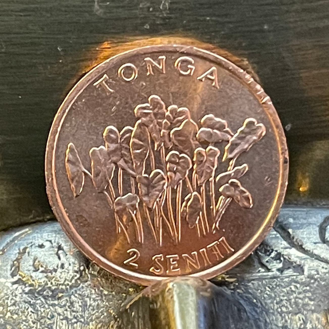 Taro Plant & "Food For All" 2 Seniti Tonga Authentic Coin Money for Jewelry and Craft Making (Family Planning) (United Nations)