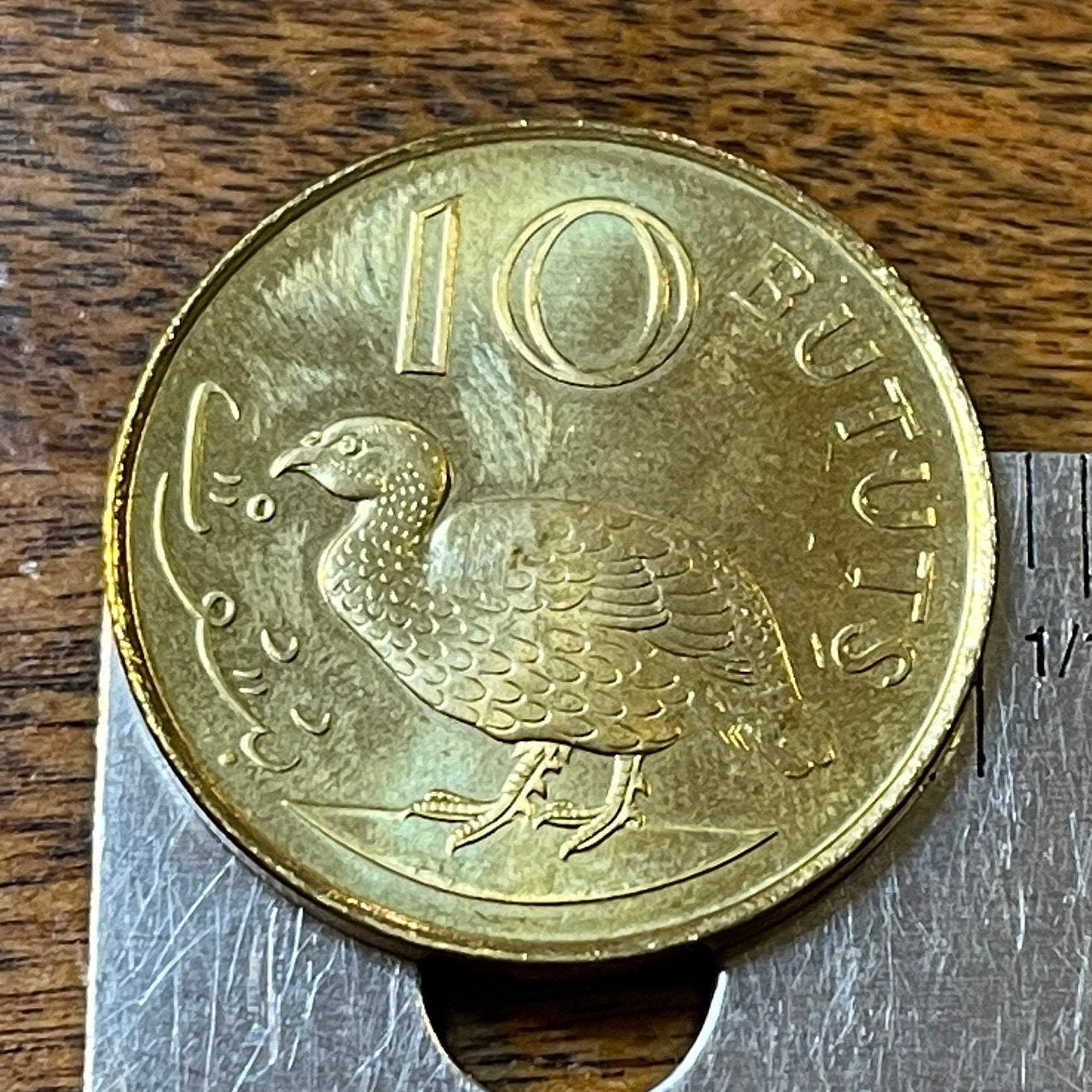 Double-Spurred Francolin Gambia 10 Butut Authentic Coin Money for Jewelry and Craft Making