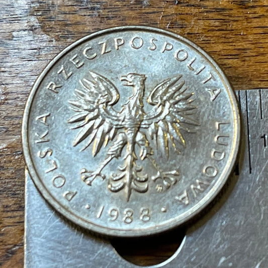 White Eagle 10 Zlotych Poland Authentic Coin Money for Jewelry and Craft Making