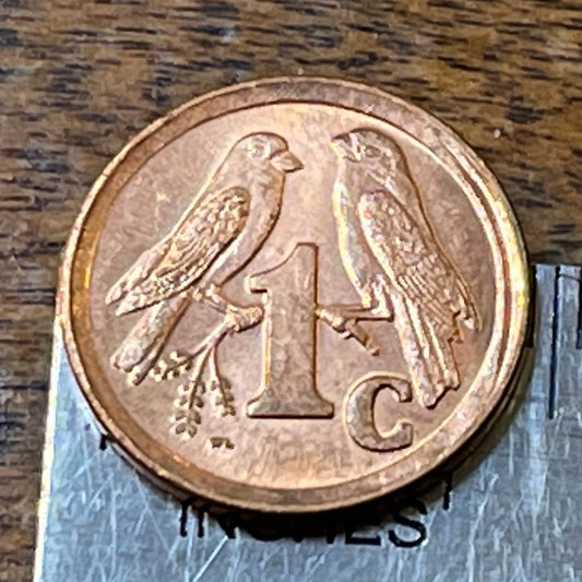 Sparrows 1 Cent South Africa Authentic Coin Money for Jewelry and Craft Making (Cape Sparrow)