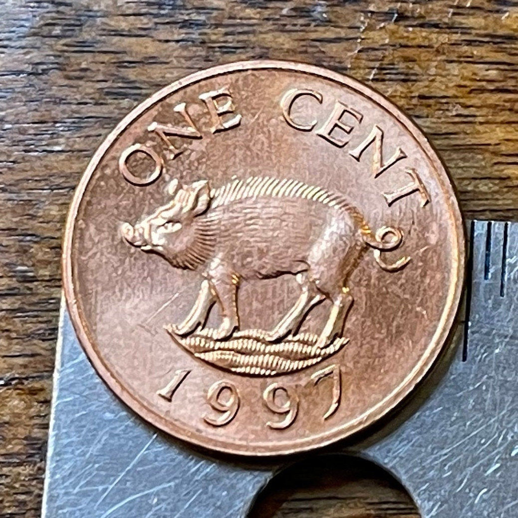 Wild Boar Bermuda 1 Cent Authentic Coin Money for Jewelry and Craft Making (Hog Money) (Pig Penny)