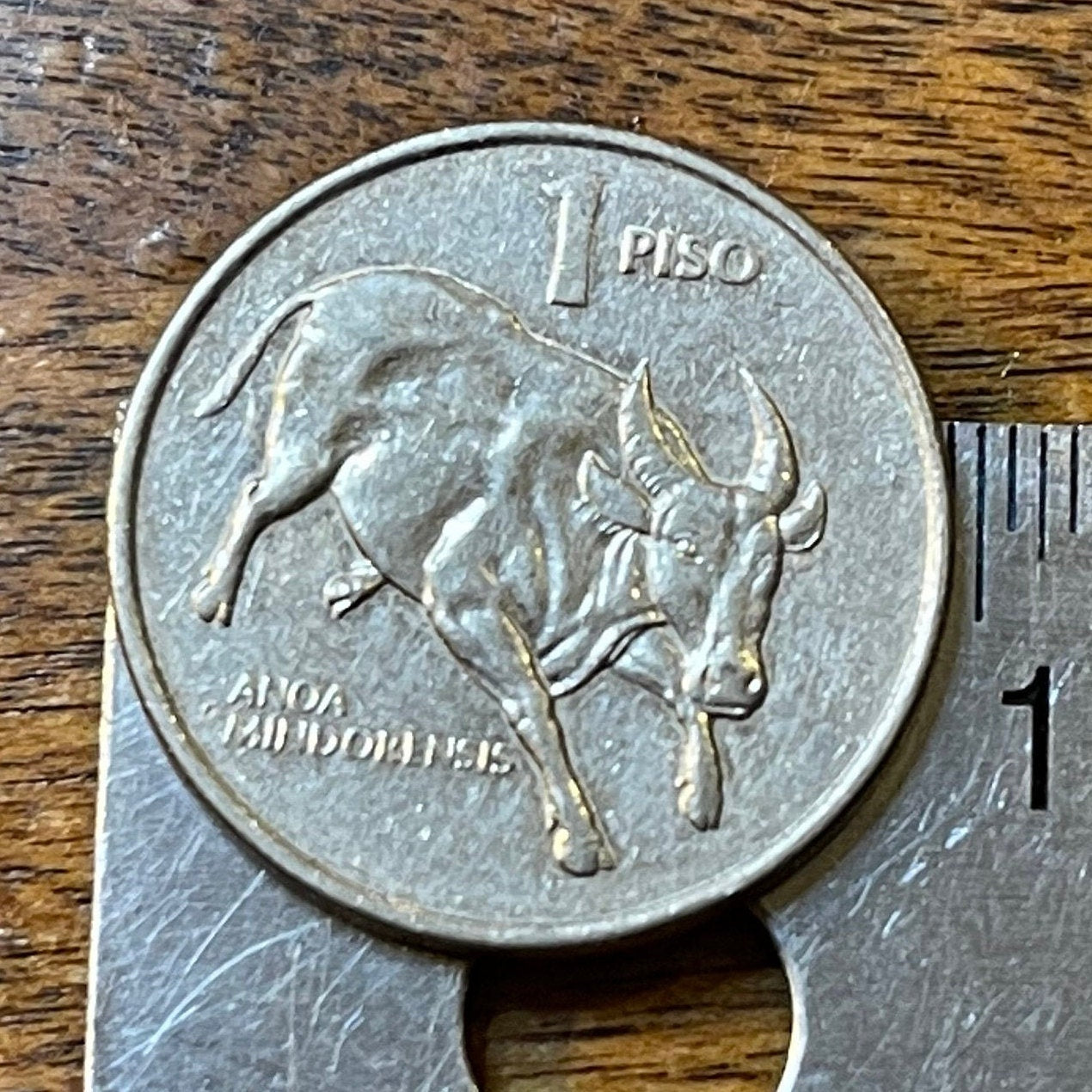 Revolutionary Novelist Jose Rizal & Dwarf Buffalo Philippines 1 Piso Authentic Coin Money for Jewelry and Craft Making (Tamaraw Cattle)