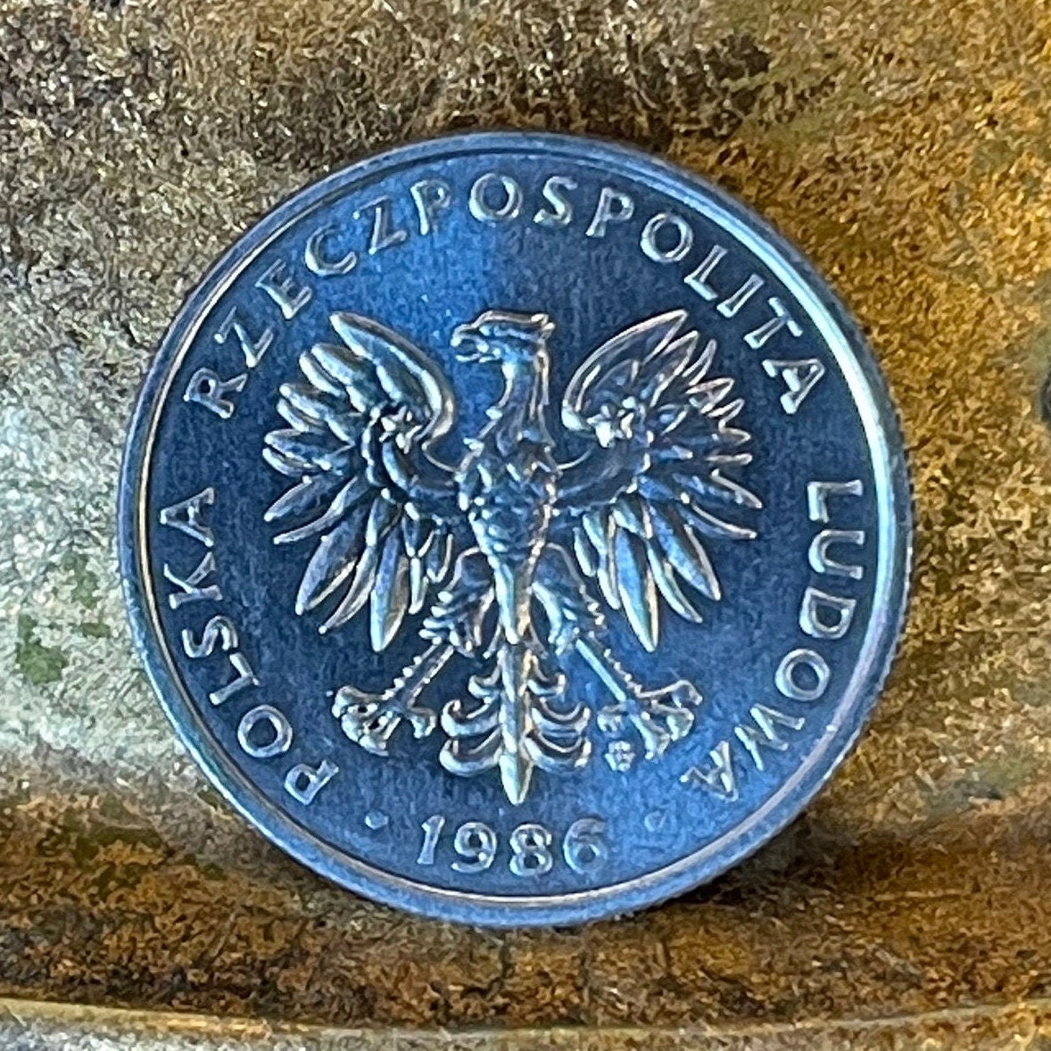 White Eagle 50 Groszy Poland Authentic Coin Money for Jewelry and Craft Making