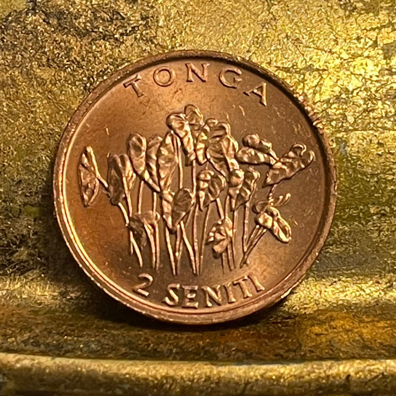 Taro Plant & "Food For All" 2 Seniti Tonga Authentic Coin Money for Jewelry and Craft Making (Family Planning) (United Nations)
