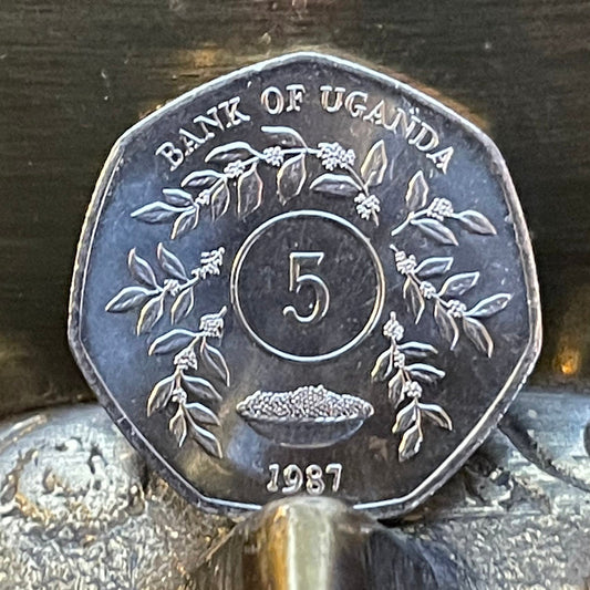 Heptagonal 5 Shillings Uganda Authentic Coin Money for Jewelry and Craft Making