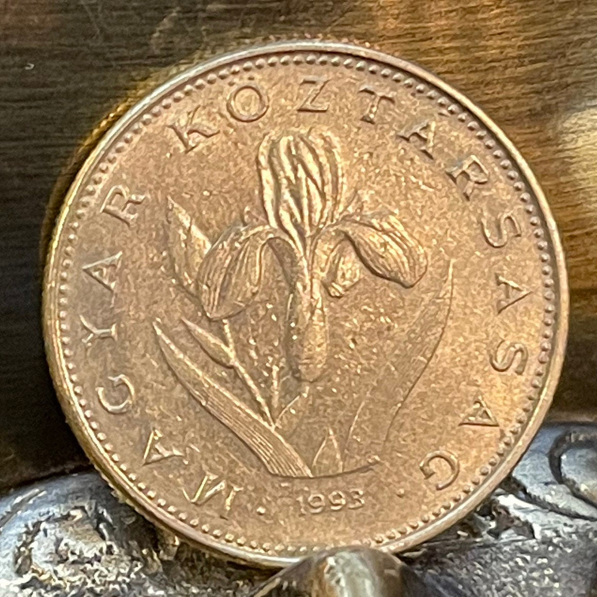 Hungarian Iris 20 Forint Hungary Coin Money for Jewelry and Craft Making