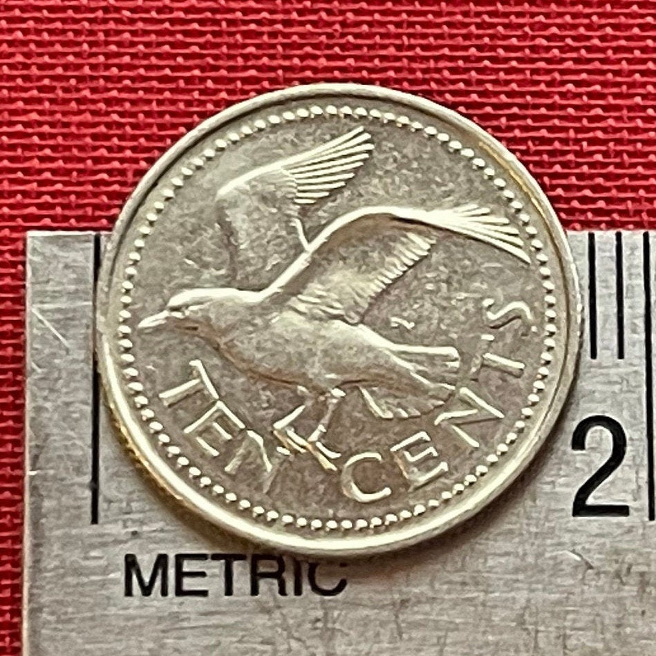 Laughing Gull 10 Cents Barbados Authentic Coin Money for Jewelry and Craft Making (Seagull))