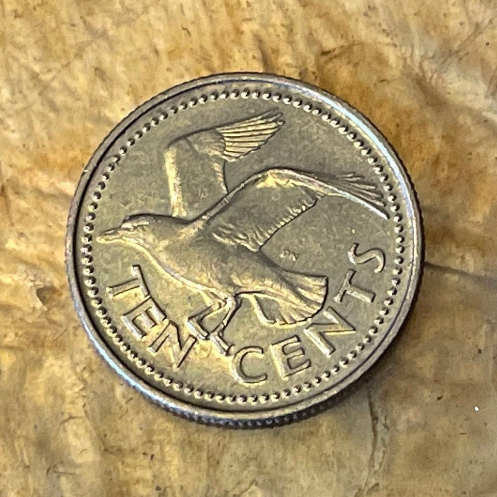Laughing Gull 10 Cents Barbados Authentic Coin Money for Jewelry and Craft Making (Seagull))