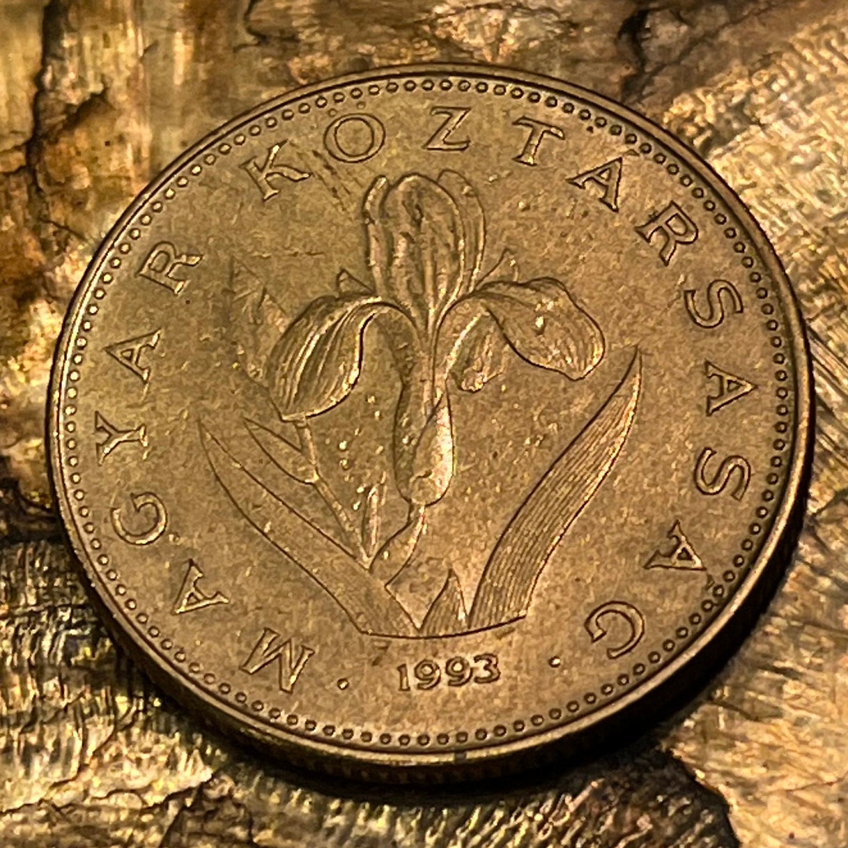 Hungarian Iris 20 Forint Hungary Coin Money for Jewelry and Craft Making