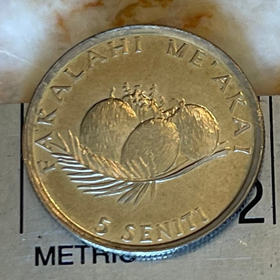 Hen and Chicks & Coconuts 5 Seniti Tonga Authentic Coin Money for Jewelry and Craft Making