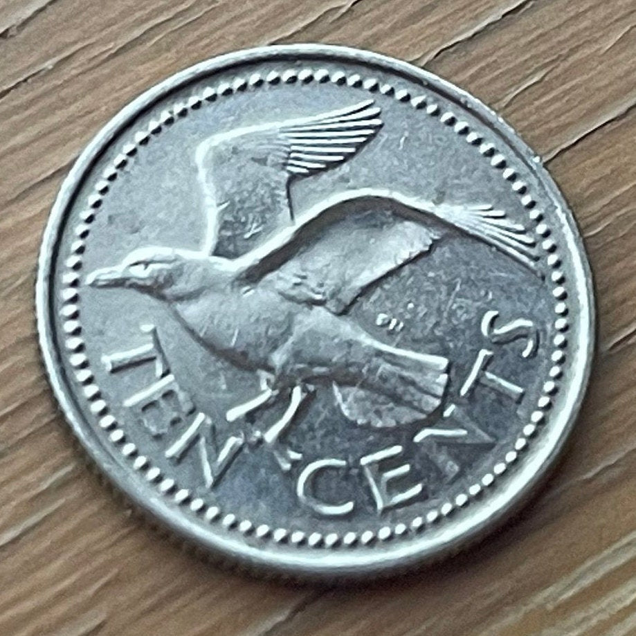 Laughing Gull 10 Cents Barbados Authentic Coin Money for Jewelry and Craft Making (Seagull))
