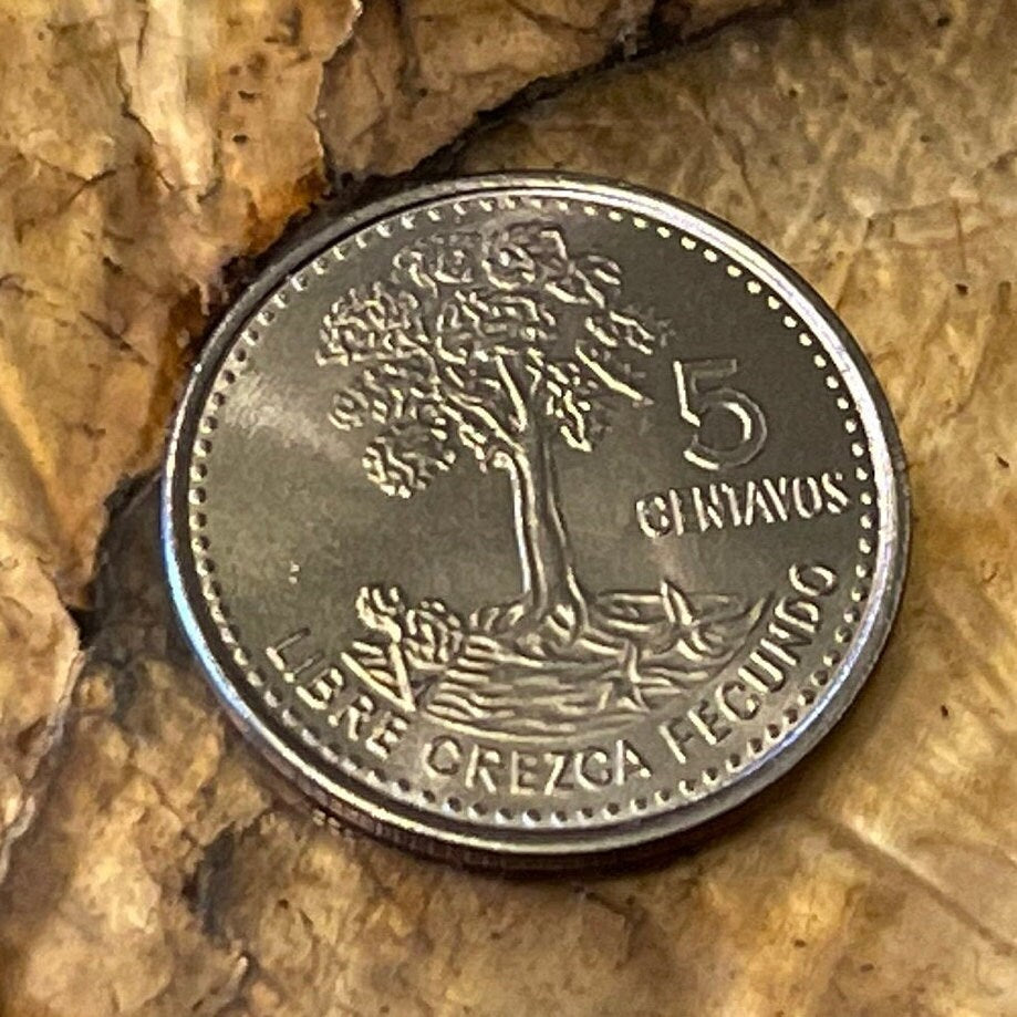 Kapok Tree 5 Centavos Guatemala Authentic Coin Money for Jewelry and Craft Making