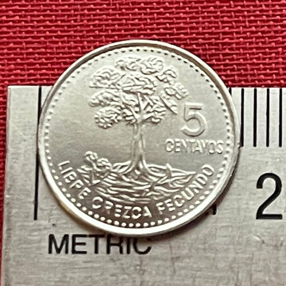 Kapok Tree 5 Centavos Guatemala Authentic Coin Money for Jewelry and Craft Making