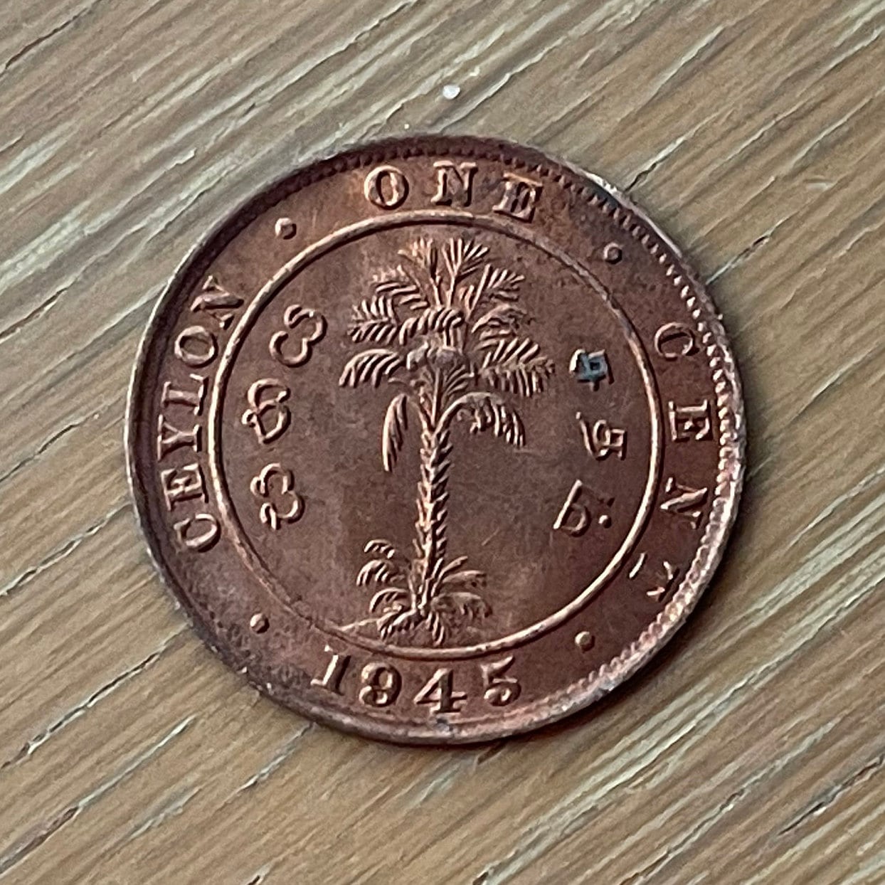 King George VI & Cabbage Palm 1 Cent Ceylon Authentic Coin Money for Jewelry and Craft Making (Sri Lanka) (Palmetto) (Emperor of India)