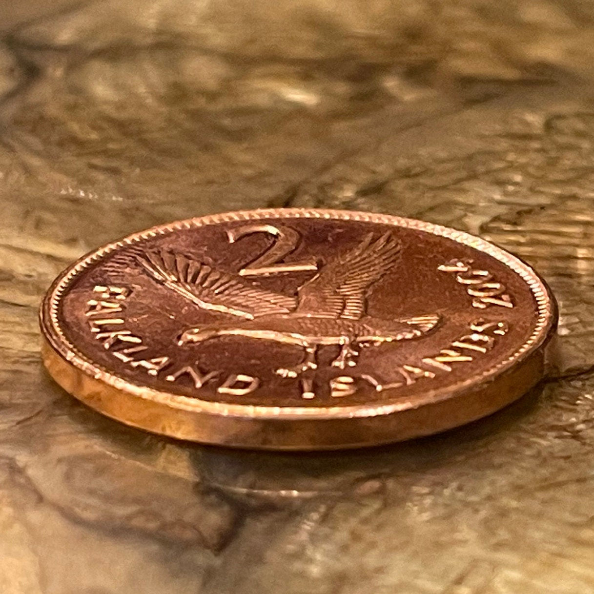 Greater Magellan Goose 2 Pence Falkland Islands Authentic Coin Money for Jewelry and Craft Making (Upland Goose)