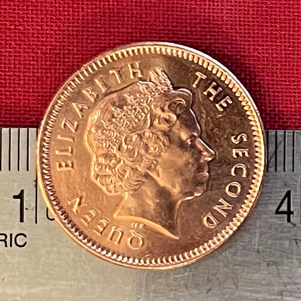 Greater Magellan Goose 2 Pence Falkland Islands Authentic Coin Money for Jewelry and Craft Making (Upland Goose)