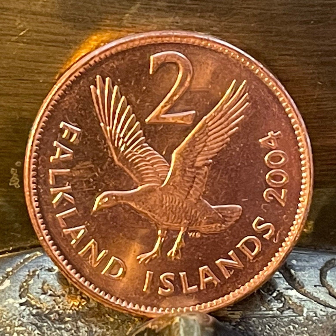 Greater Magellan Goose 2 Pence Falkland Islands Authentic Coin Money for Jewelry and Craft Making (Upland Goose)