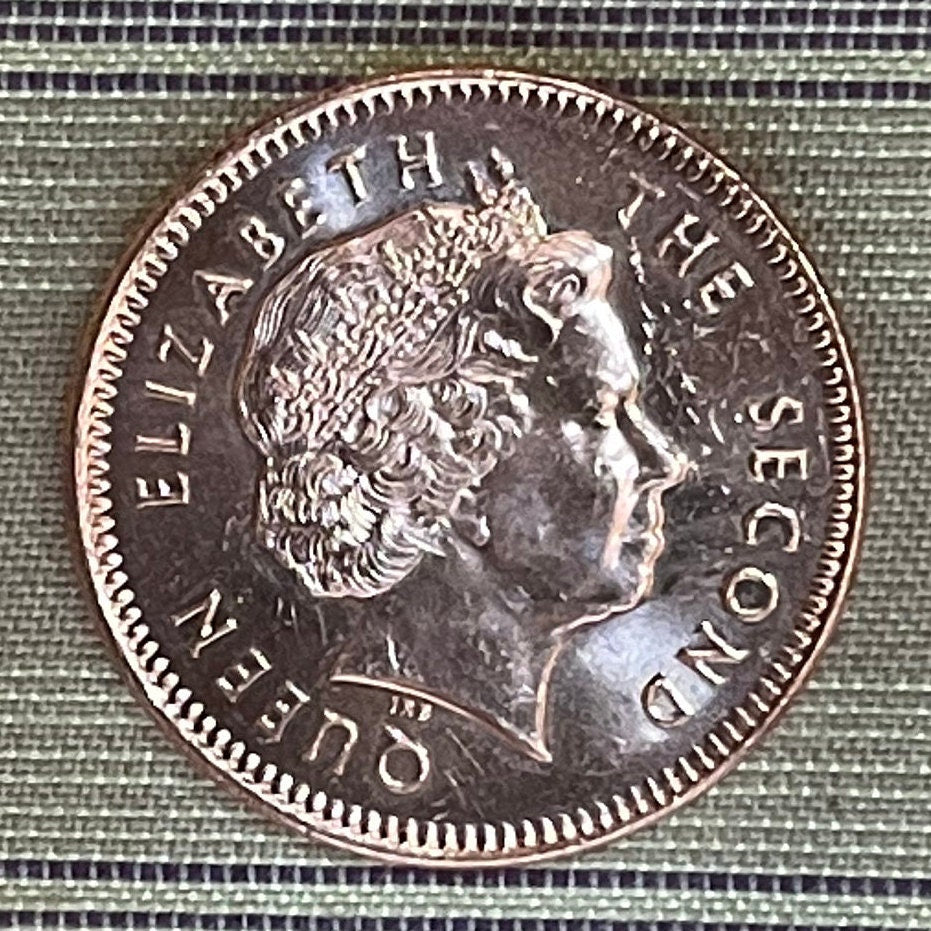 Greater Magellan Goose 2 Pence Falkland Islands Authentic Coin Money for Jewelry and Craft Making (Upland Goose)