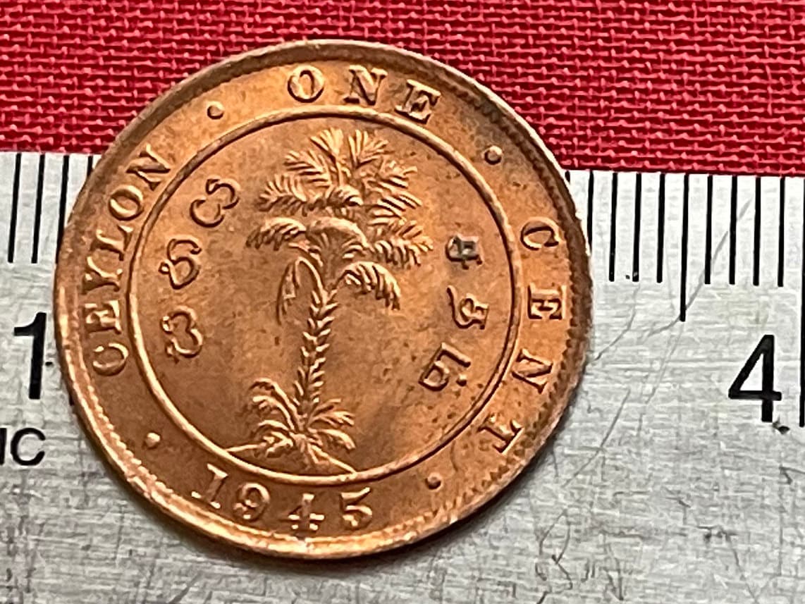 King George VI & Cabbage Palm 1 Cent Ceylon Authentic Coin Money for Jewelry and Craft Making (Sri Lanka) (Palmetto) (Emperor of India)