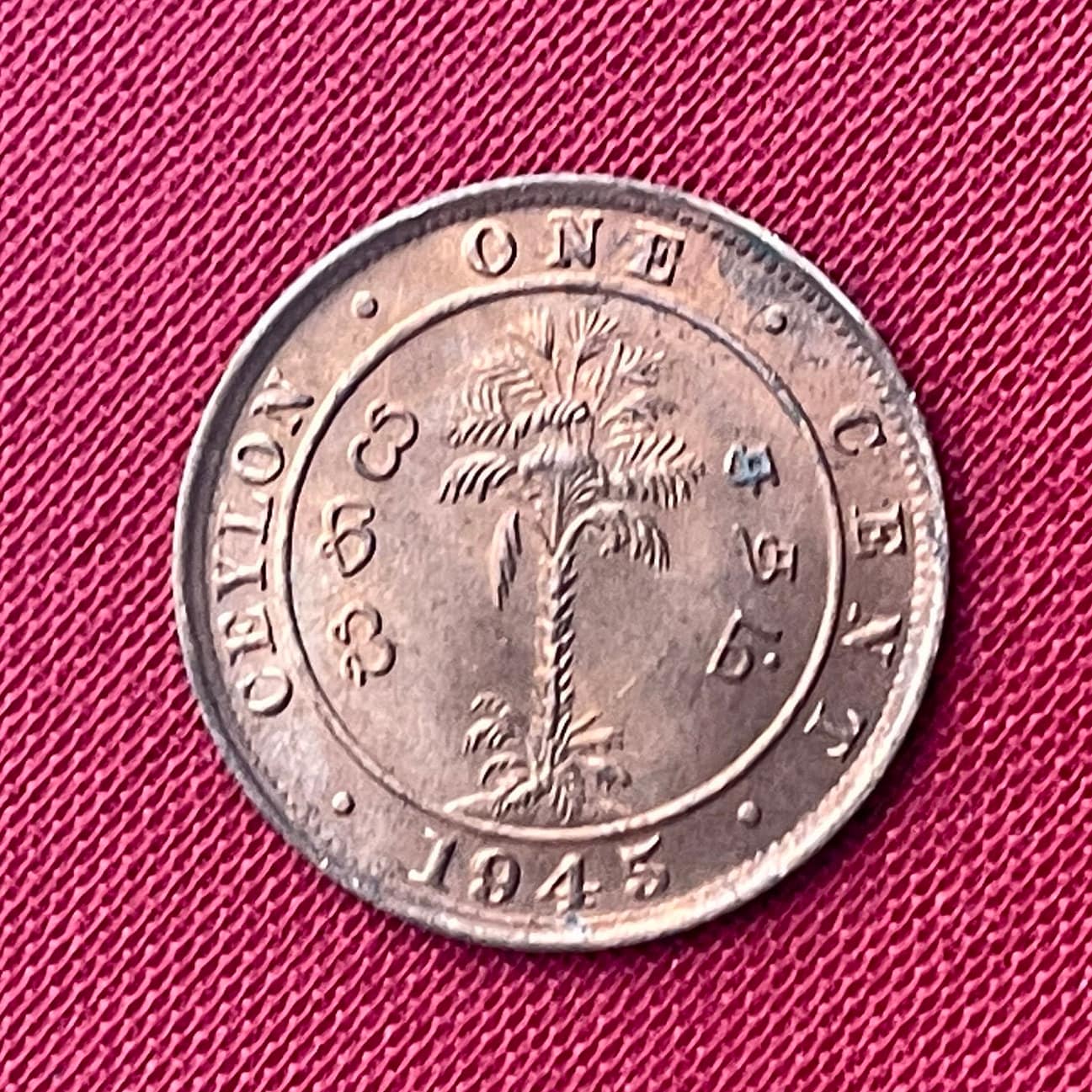 King George VI & Cabbage Palm 1 Cent Ceylon Authentic Coin Money for Jewelry and Craft Making (Sri Lanka) (Palmetto) (Emperor of India)