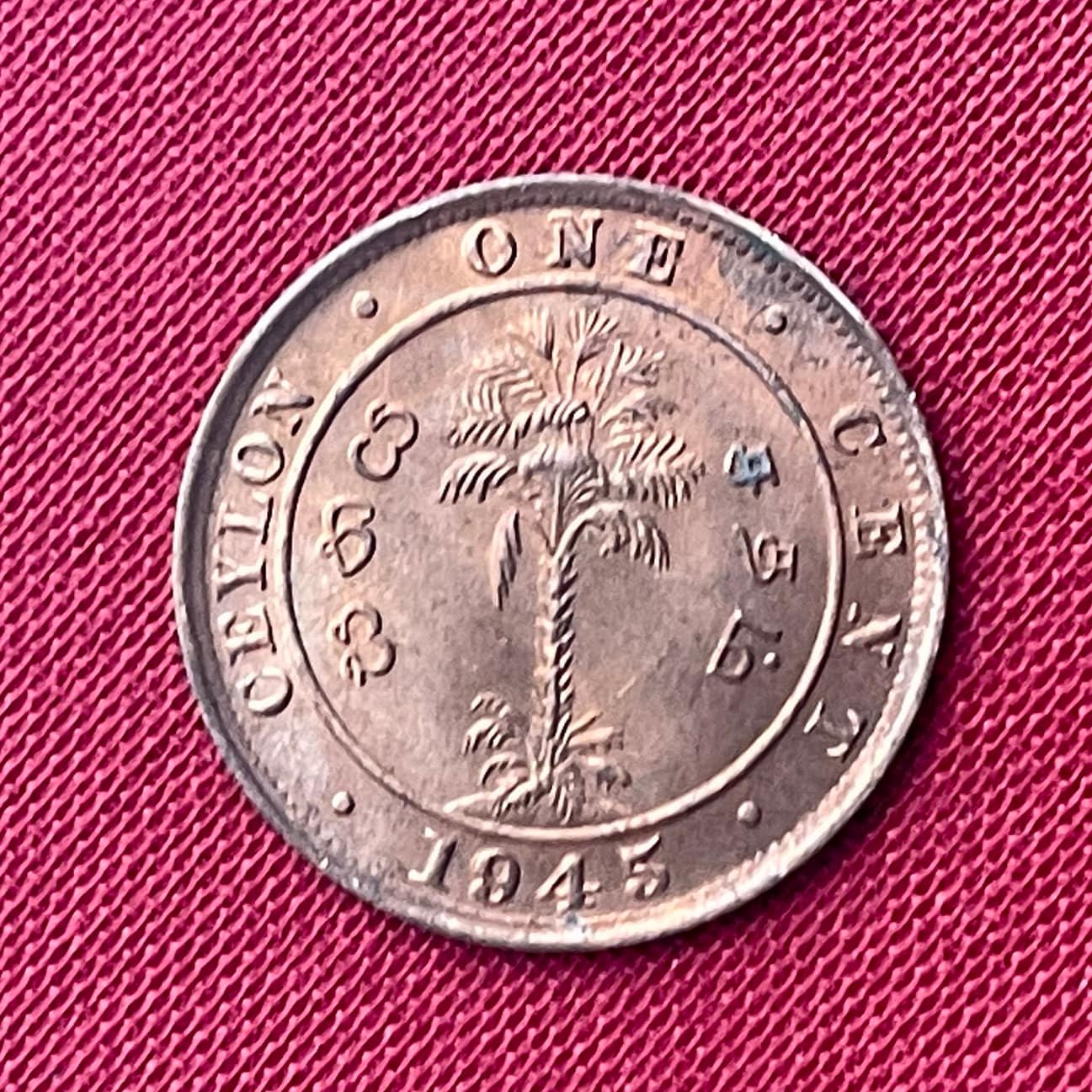 Cabbage Palm & King George VI 1 Cent Ceylon Authentic Coin Money for Jewelry and Craft Making (Sri Lanka) (Palmetto) (Emperor of India)