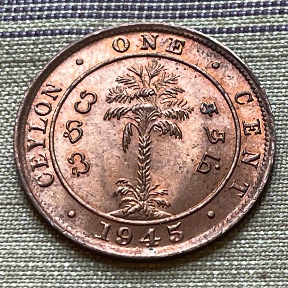 Cabbage Palm & King George VI 1 Cent Ceylon Authentic Coin Money for Jewelry and Craft Making (Sri Lanka) (Palmetto) (Emperor of India)