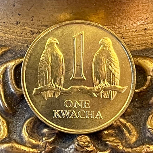 Taita Falcons 1 Kwacha Zambia Authentic Coin Money for Jewelry and Craft Making (1992)