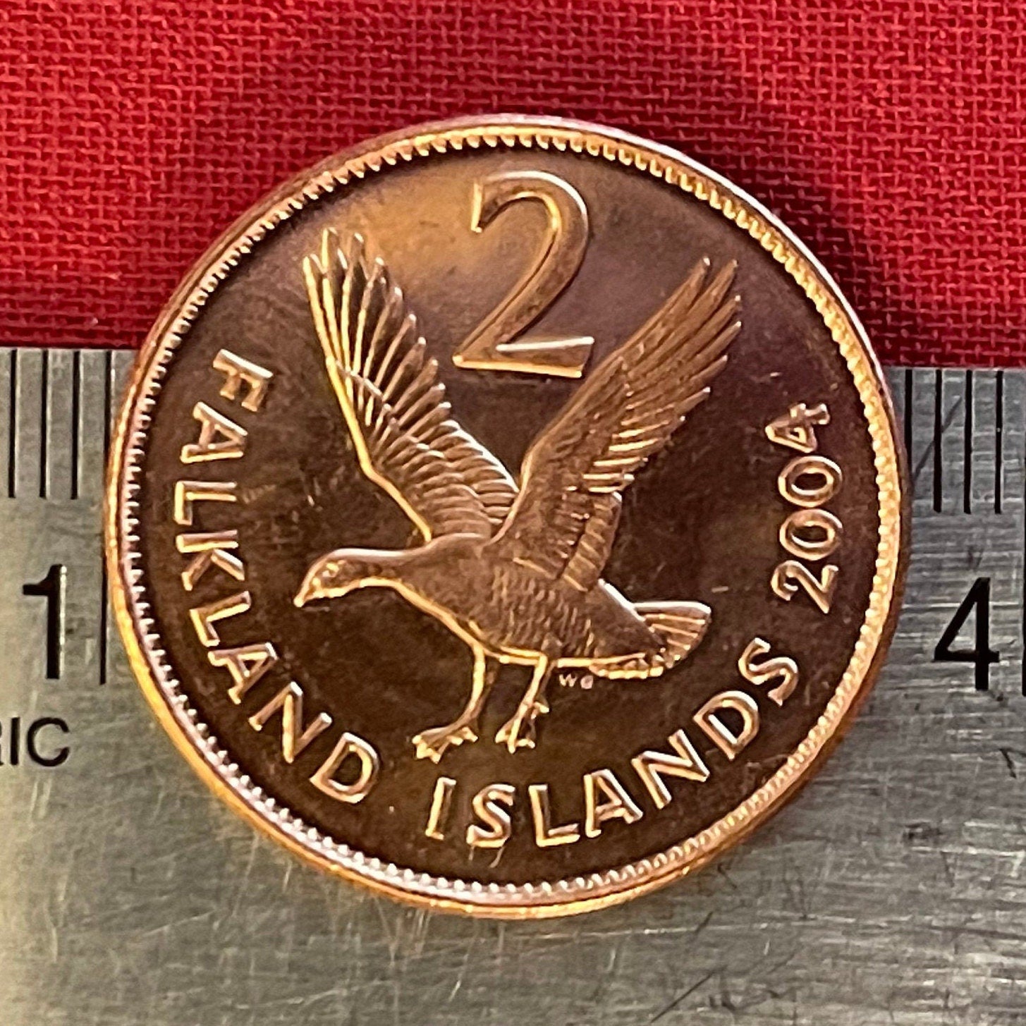 Greater Magellan Goose 2 Pence Falkland Islands Authentic Coin Money for Jewelry and Craft Making (Upland Goose)