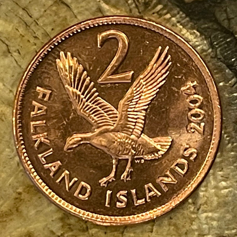 Greater Magellan Goose 2 Pence Falkland Islands Authentic Coin Money for Jewelry and Craft Making (Upland Goose)