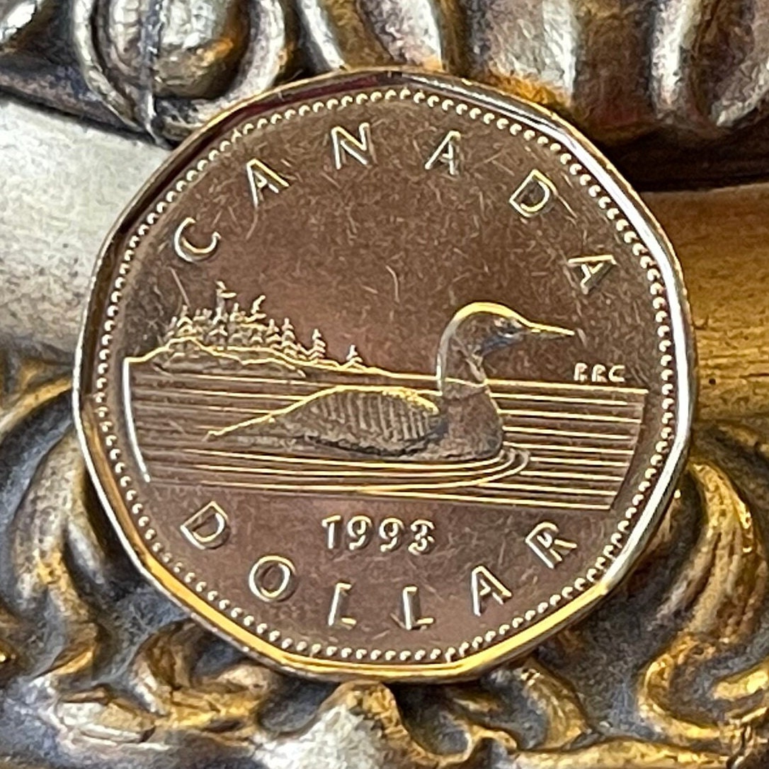 Loonie One Dollar Canada Authentic Coin Money for Jewelry and Craft Making (Canadian Loon) (Hendecagonal) (11-sided)