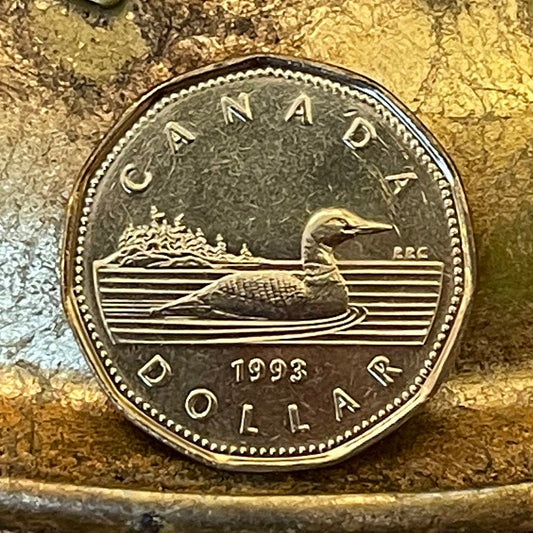 Loonie One Dollar Canada Authentic Coin Money for Jewelry and Craft Making (Canadian Loon) (Hendecagonal) (11-sided)