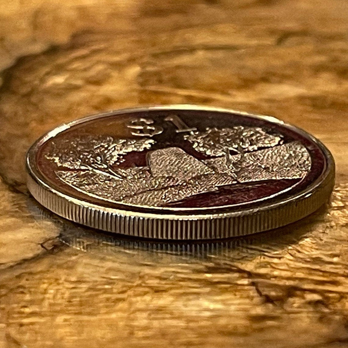 Great Zimbabwe City 1 Dollar Zimbabwe Authentic Coin Money for Jewelry and Craft Making (Great Zimbabwe Bird) (Bacheleur Eagle) (Shona)