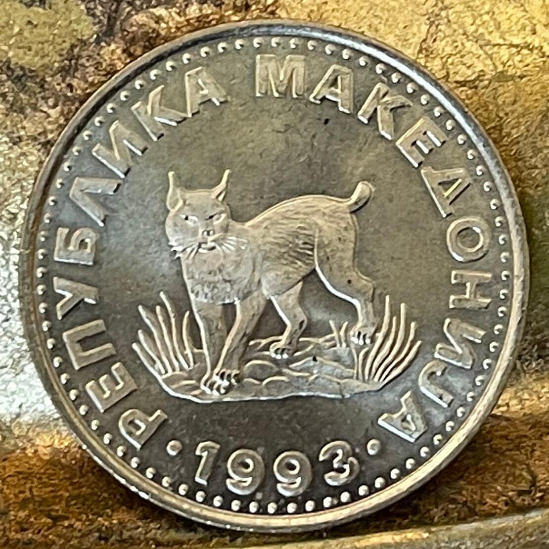 Balkan Lynx 5 Denari Macedonia Authentic Coin Money for Jewelry and Craft Making (Wild Cat)