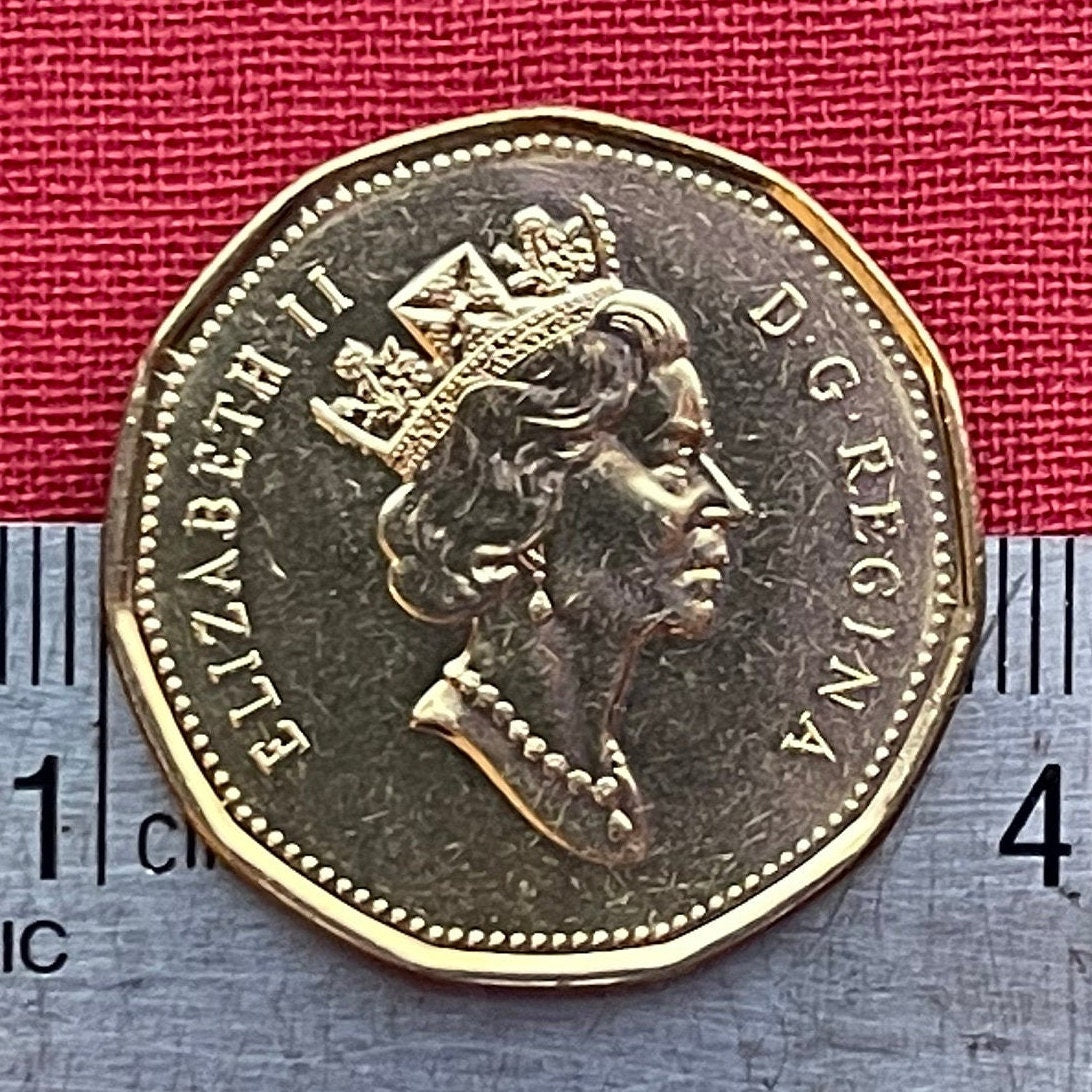 Loonie One Dollar Canada Authentic Coin Money for Jewelry and Craft Making (Canadian Loon) (Hendecagonal) (11-sided)